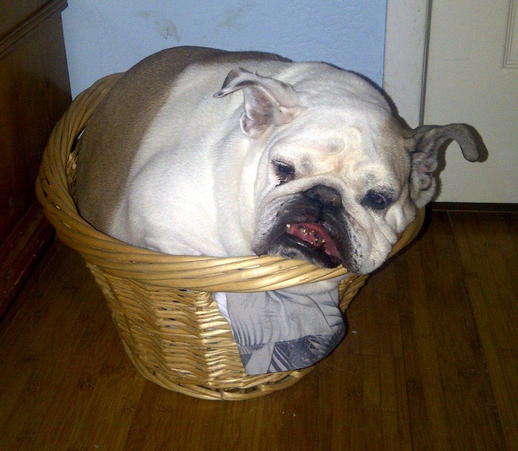 Peaches in a basket...
